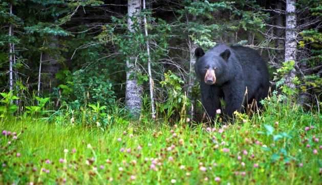 bear in the forest